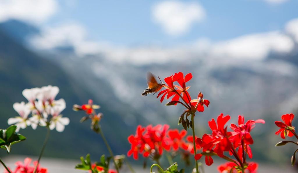 Artemis Easy Stay Self Check In-Out Saas Fee Δωμάτιο φωτογραφία